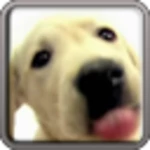 dog screen cleaner lwp free android application logo